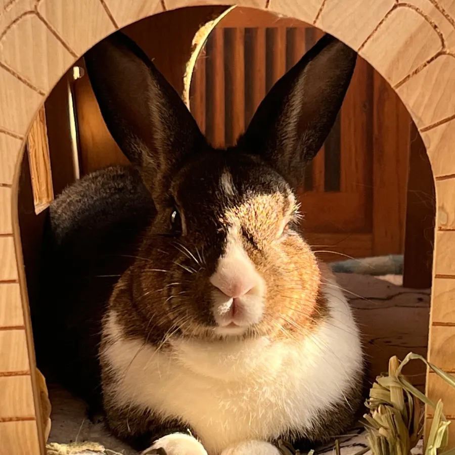 take care your bunny