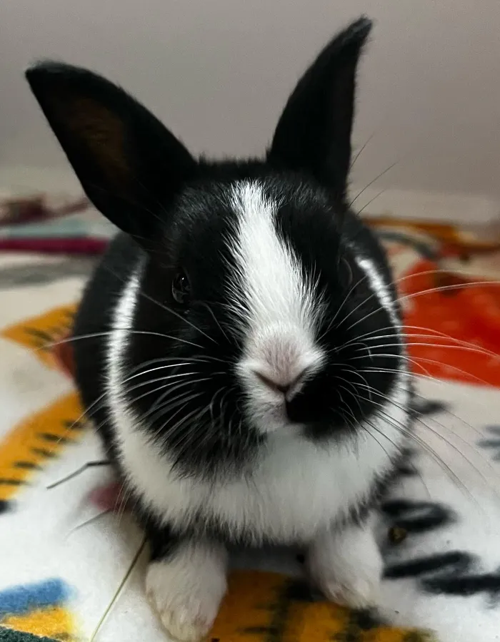 about follow puffball